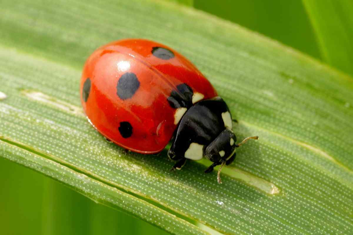 coccinella rossa