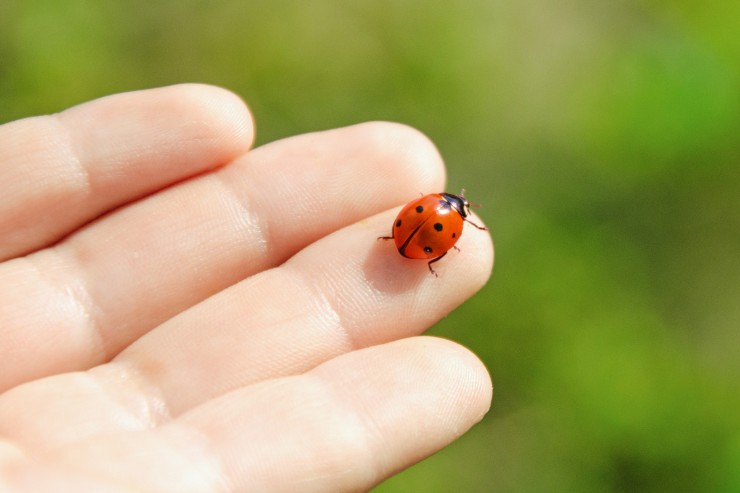 coccinella sulla mano 