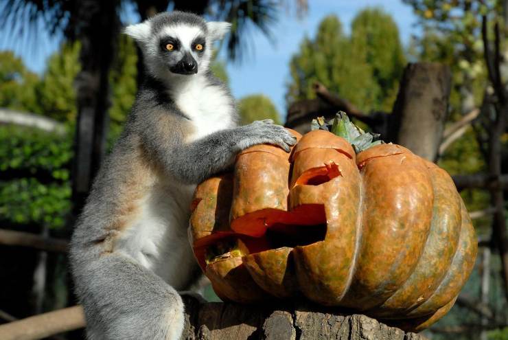 zucca Halloween: vero motivo della festa il 31 ottobre