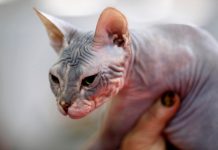 cosa si cela dietro le fusa e la pasta gatti