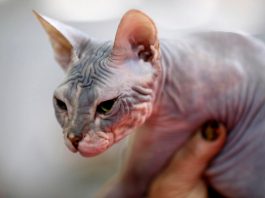 cosa si cela dietro le fusa e la pasta gatti