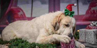 Un cane che apre un regalo