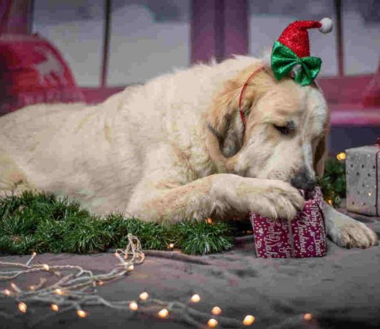Un cane che apre un regalo