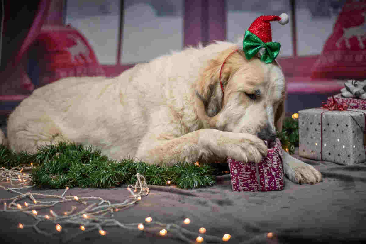 Un cane che apre un regalo