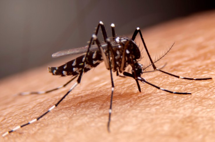 Febbre Dengue, sono le zanzare a trasmettere il virus: tutti i sintomi