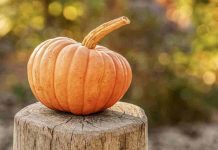 La zucca fa bene all'organismo