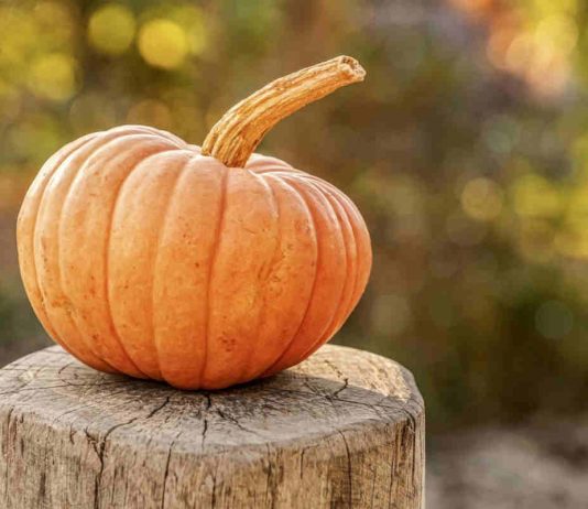 La zucca fa bene all'organismo