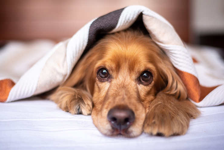 Cane al caldo