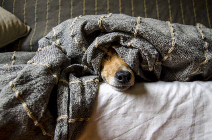 Cane protetto dal freddo