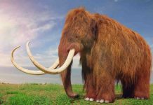 Estinzione dei mammut: colpa degli esseri umani