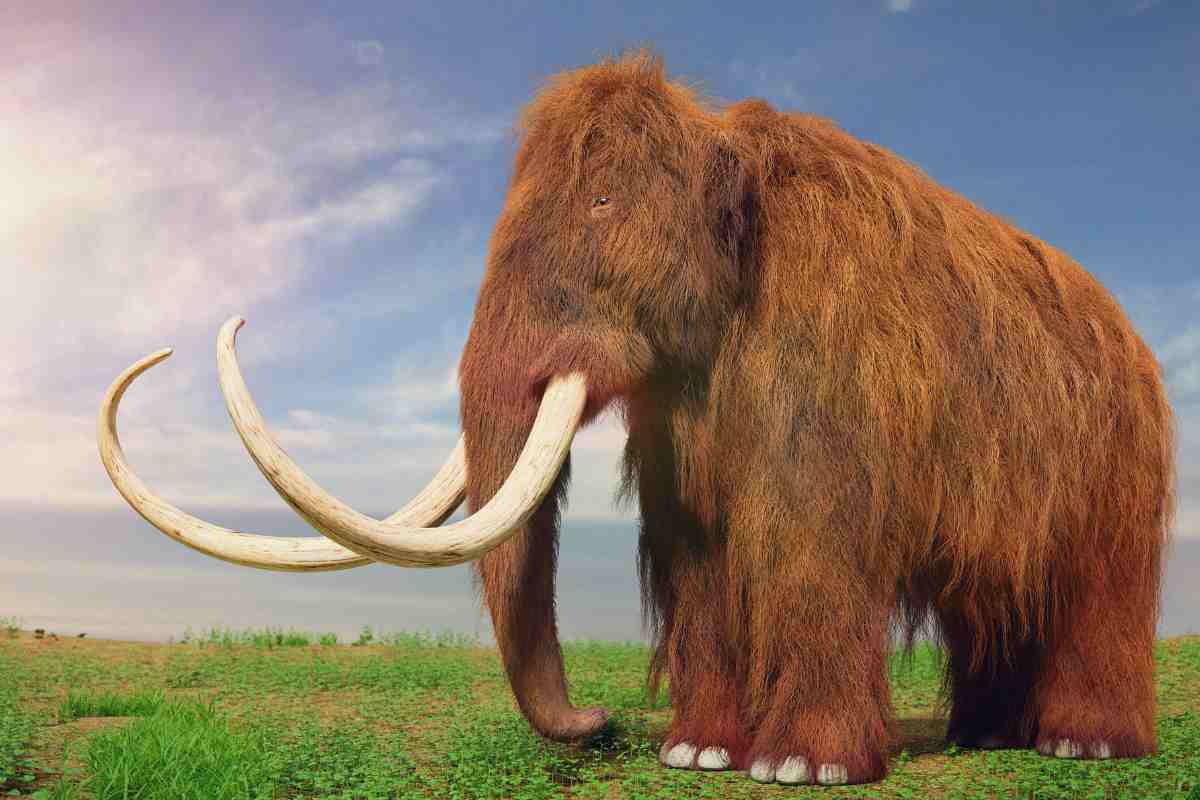 Estinzione dei mammut: colpa degli esseri umani