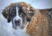 Cane sulla neve