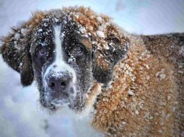 Cane sulla neve