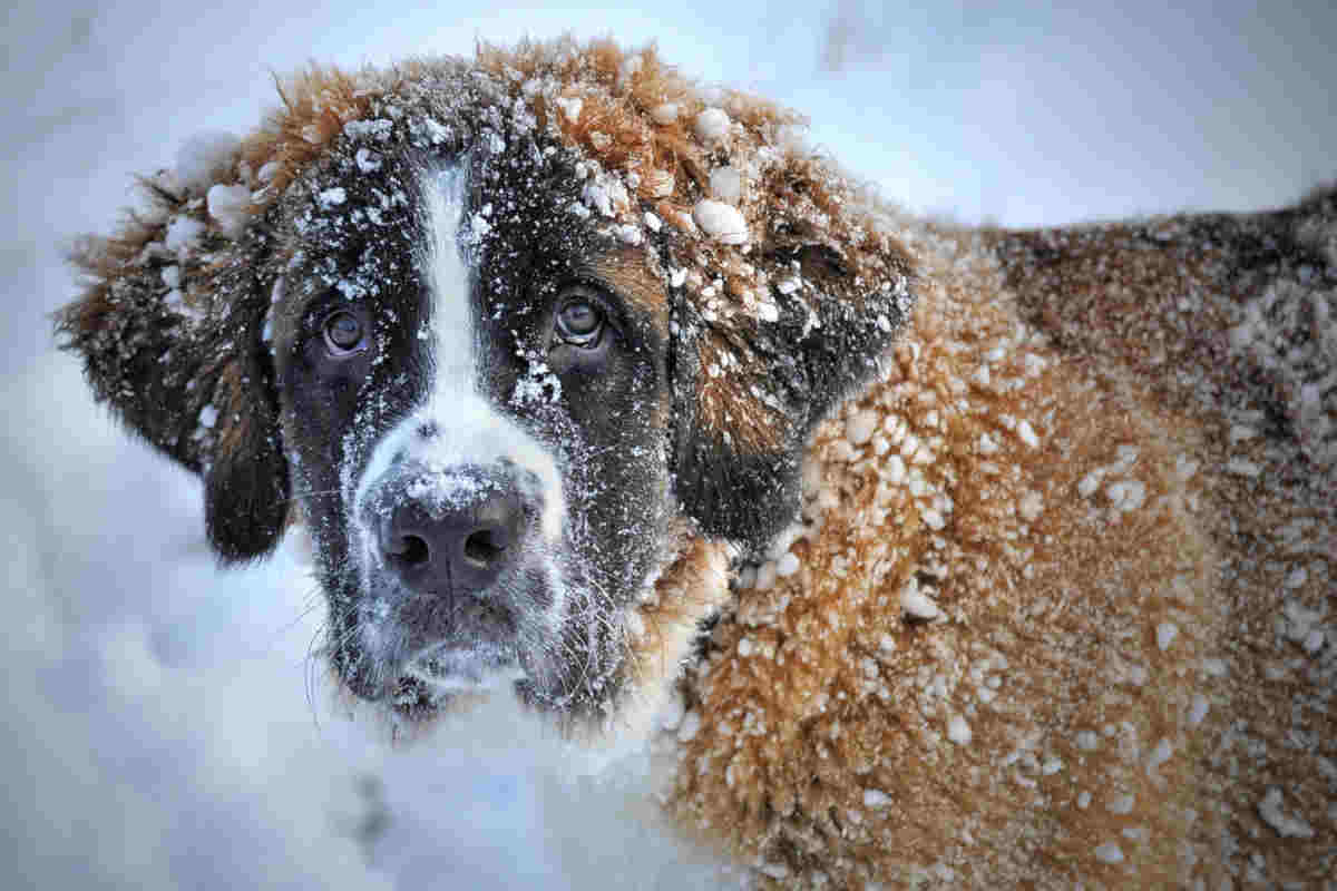 Cane sulla neve