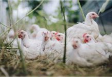 Il furto di 130 tonnellate di pollo in un frigorifero statale a Cuba