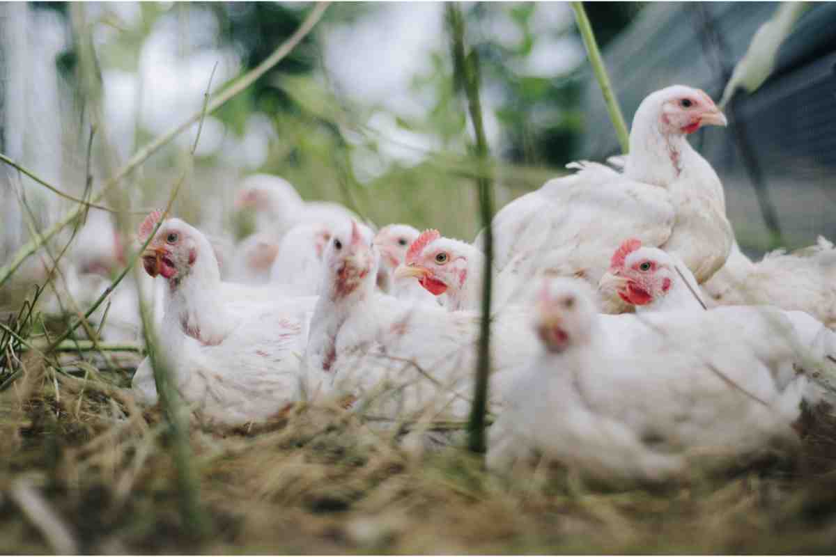 Il furto di 130 tonnellate di pollo in un frigorifero statale a Cuba