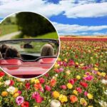sfondo parco con fiori e tondo persone in macchina