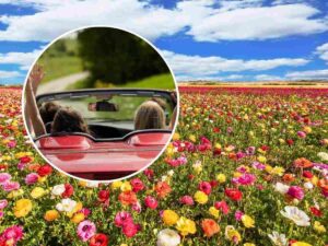 sfondo parco con fiori e tondo persone in macchina