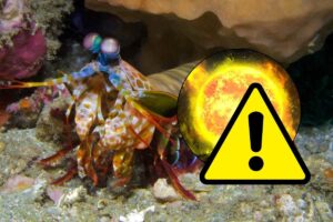 Canocchie, sole e simbolo attenzione
