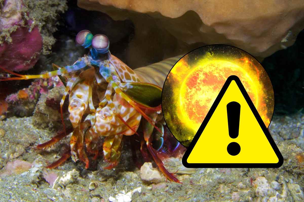 Canocchie, sole e simbolo attenzione