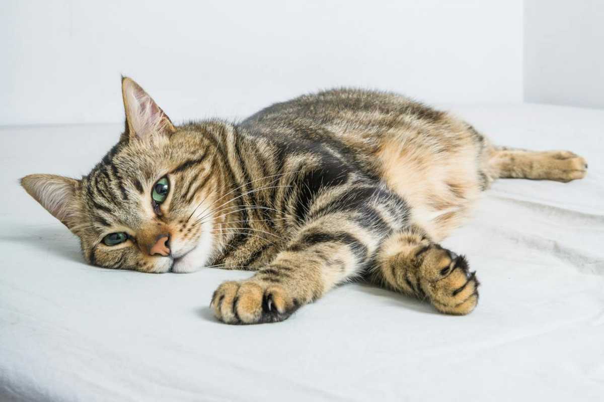 Gattino che dorme