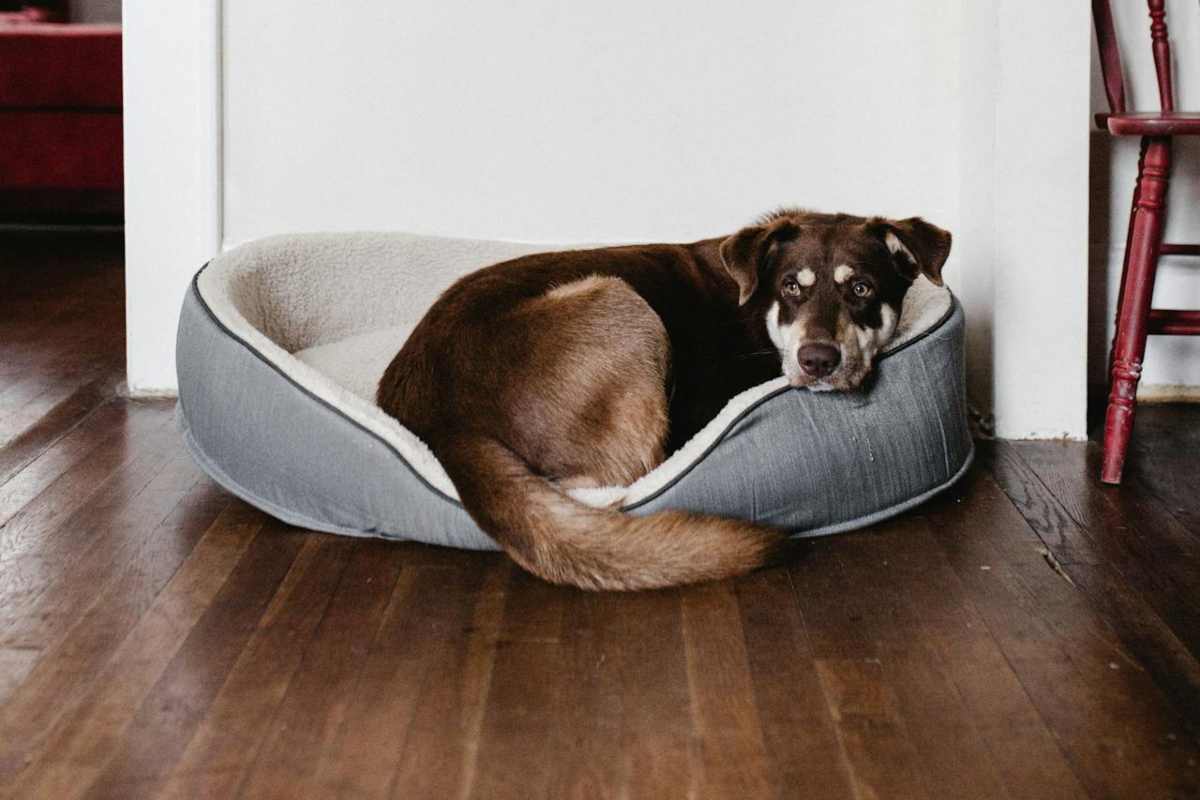 Cagnolino nella cuccia